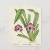 Paars Pescatorea Orchid  Botanisch Briefkaart (Voorkant / Achterkant)