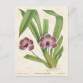 Paars Pescatorea Orchid Botanisch Briefkaart (Voorkant)