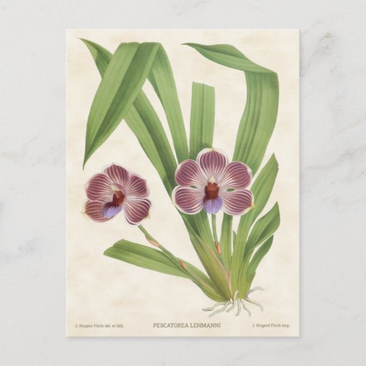 Paars Pescatorea Orchid  Botanisch Briefkaart (Voorkant)