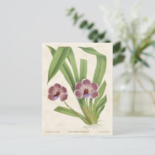 Paars Pescatorea Orchid Botanisch Briefkaart (Staand voorkant)