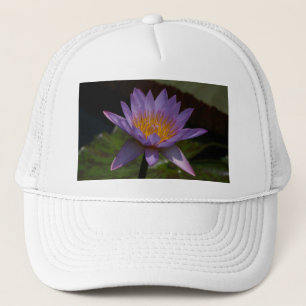 Paars Pet Lotus Waterlily