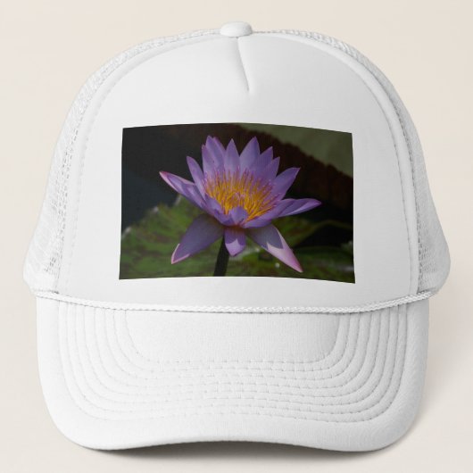 Paars Pet Lotus Waterlily (Voorkant)