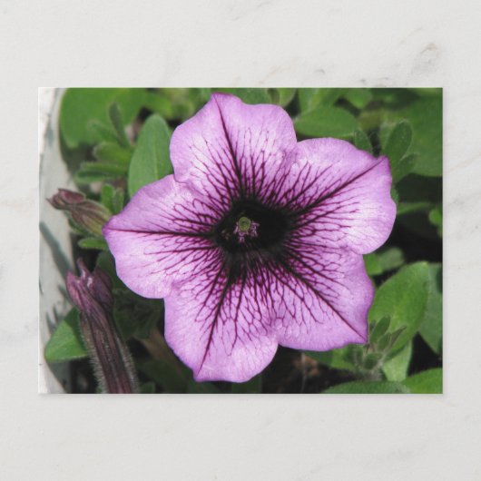 Paars Petunia Briefkaart (Voorkant)