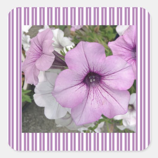 Paars Petunia Foto Striped Sticker (Voorkant)