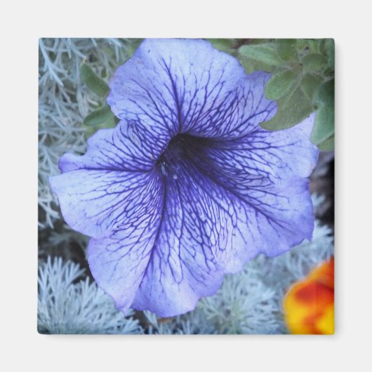 Paars Petunia Magneet (Voorkant)