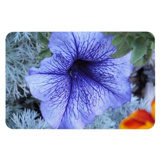Paars Petunia Magnet Magneet (Horizontaal)