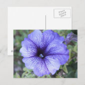 Paars Petunia Postcad Briefkaart (Voorkant / Achterkant)
