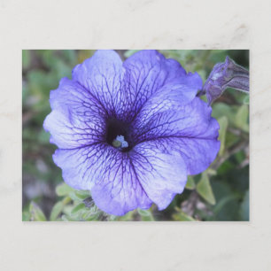 Paars Petunia Postcad Briefkaart