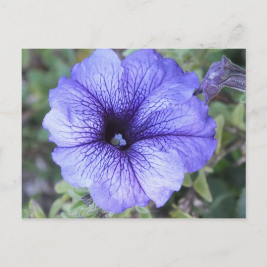 Paars Petunia Postcad Briefkaart (Voorkant)