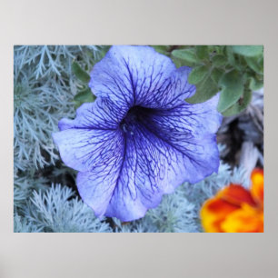 Paars Petunia Poster