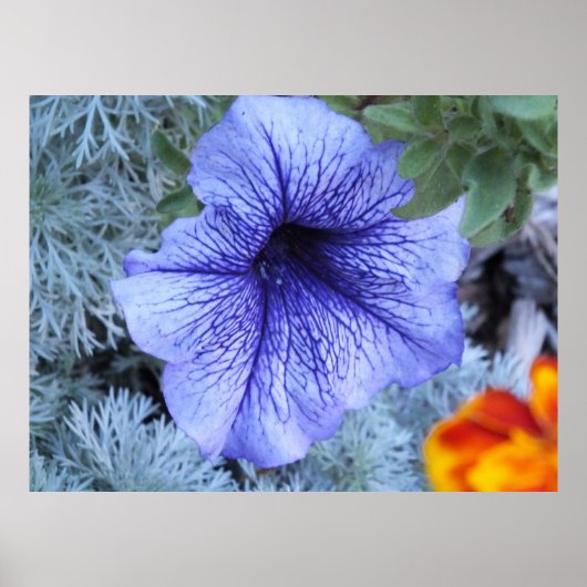 Paars Petunia Poster (Voorkant)
