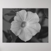  Paars Petunia Poster (Voorkant)