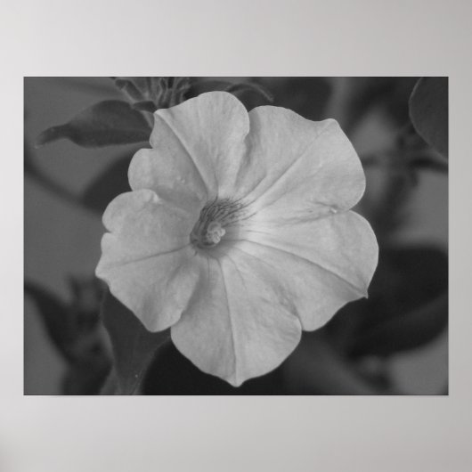  Paars Petunia Poster (Voorkant)