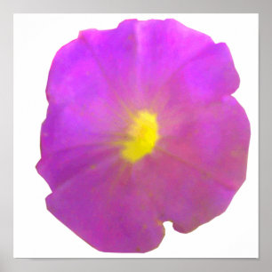 Paars Petunia Poster