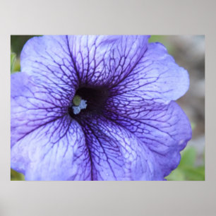 Paars Petunia Poster