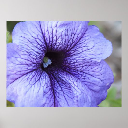 Paars Petunia Poster (Voorkant)