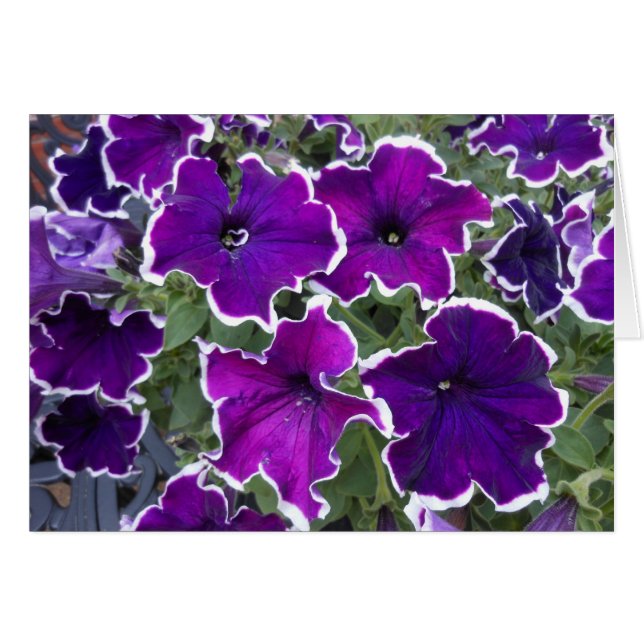 Paars Petunias (Voorkant Horizontaal)