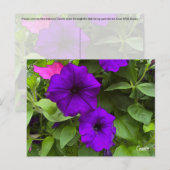 Paars Petunias - Briefkaart (Voorkant / Achterkant)