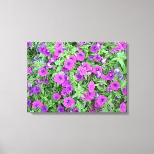 Paars Petunias Canvas Afdruk (Voorkant)
