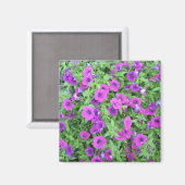 Paars Petunias Magnet (Voorkant / Achterkant)