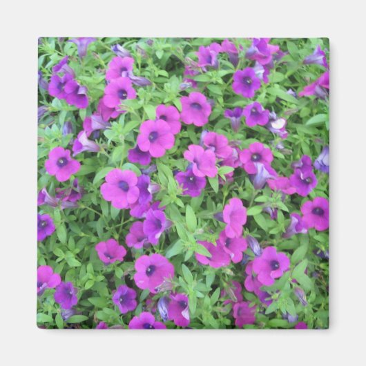 Paars Petunias Magnet (Voorkant)