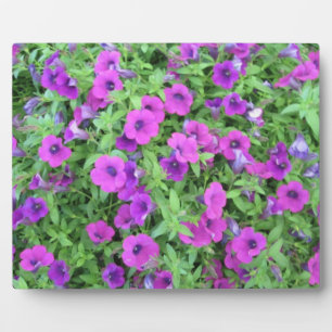 Paars Petunias Plaque Fotoplaat