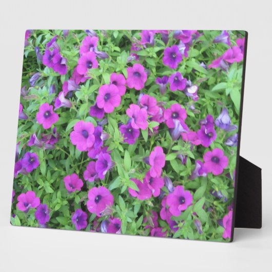 Paars Petunias Plaque Fotoplaat (Zijkant)
