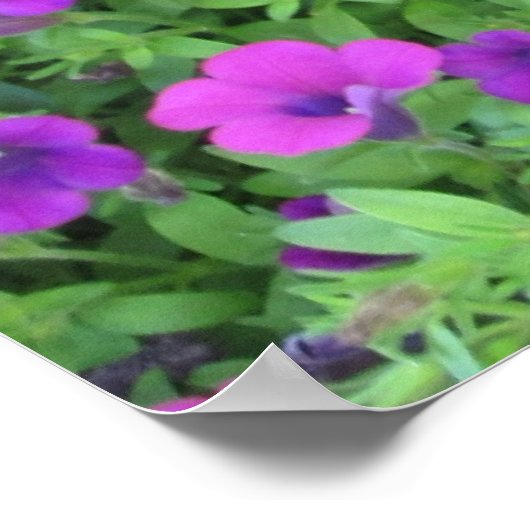 Paars Petunias Poster (Hoek)
