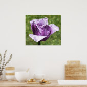 Paars Poster (Keuken)