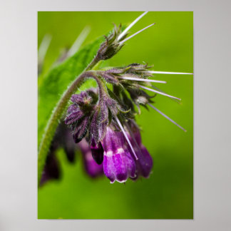 Paars Poster (steen)