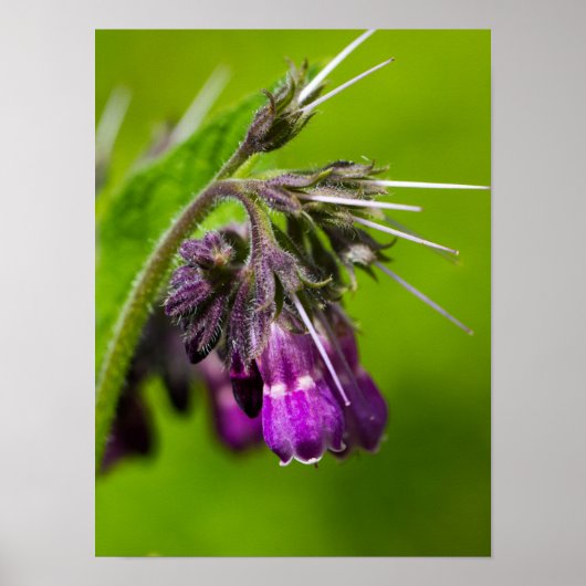 Paars Poster (steen) (Voorkant)