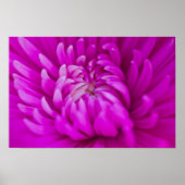 Paars Poster van chrysanthemum (Voorkant)