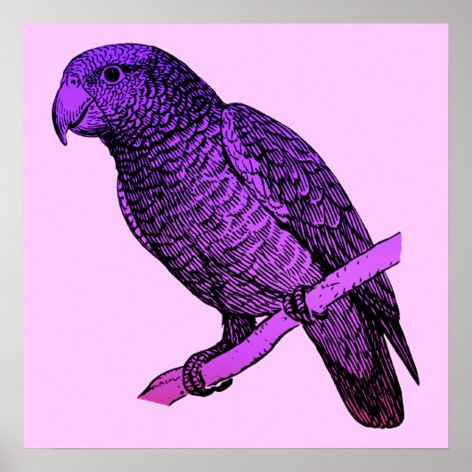 Paars Poster van Parrot (Voorkant)