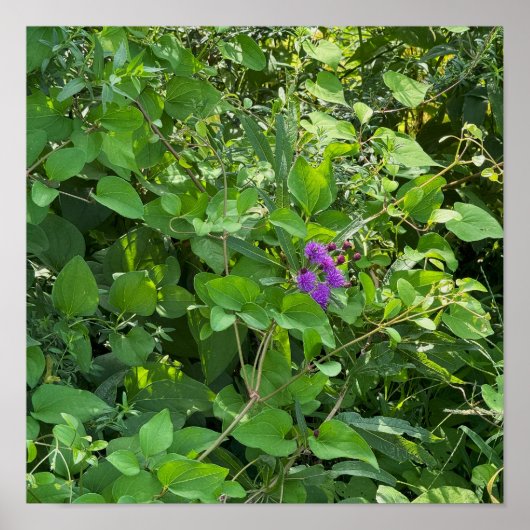 Paars Poster van wilde bloemen (Voorkant)