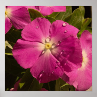 Paars poster Vinca