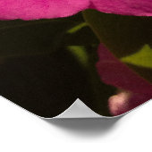 Paars poster Vinca (Hoek)