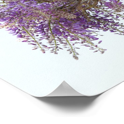 Paars Poster Wisteria (Hoek)