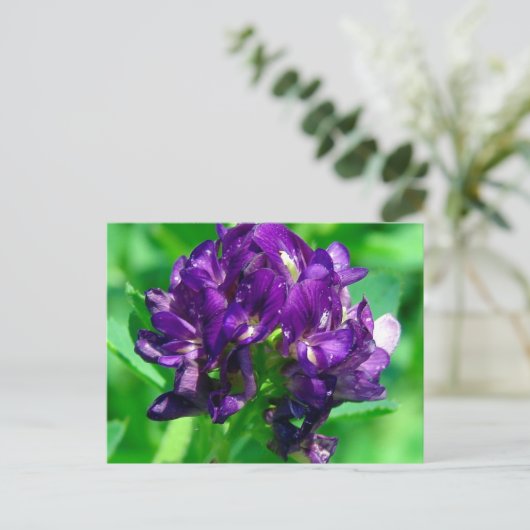 Paars Prairie Alfalfa Briefkaart (Staand voorkant)