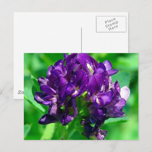 Paars Prairie Alfalfa Briefkaart (Voorkant / Achterkant)