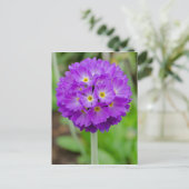 Paars Primula Bloed Briefkaart (Staand voorkant)