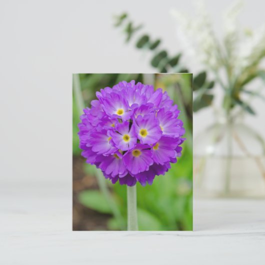 Paars Primula Bloed Briefkaart (Staand voorkant)