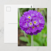 Paars Primula Bloed Briefkaart (Voorkant / Achterkant)