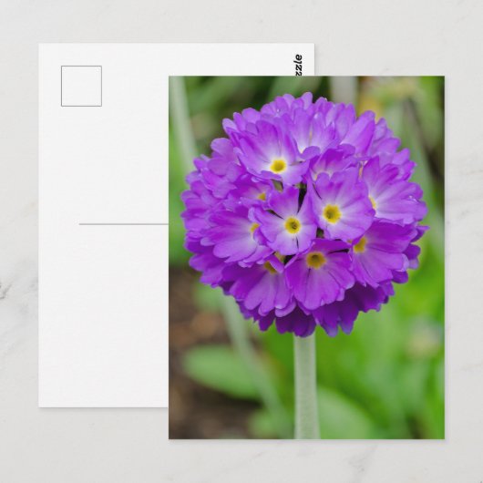 Paars Primula Bloed Briefkaart (Voorkant / Achterkant)
