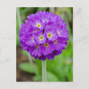 Paars Primula Bloed Briefkaart