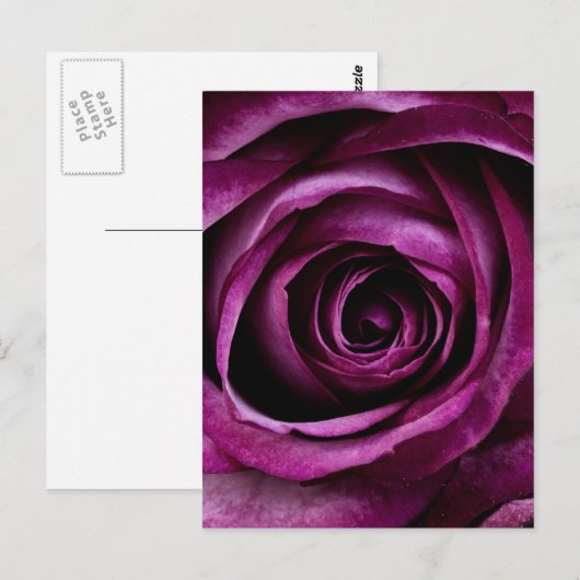 Paars Roos Briefkaart (Voorkant / Achterkant)