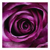 Paars Roos Foto Afdruk (Voorkant)