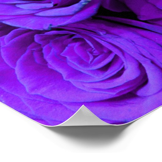 Paars Roos, levendige paarse blauwe bloemen Poster (Hoek)