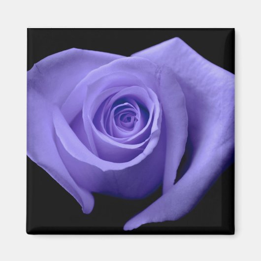 Paars Roos Magnet (Voorkant)