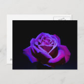 Paars Roos met waterdruppels op zwarte achtergrond Briefkaart (Voorkant / Achterkant)
