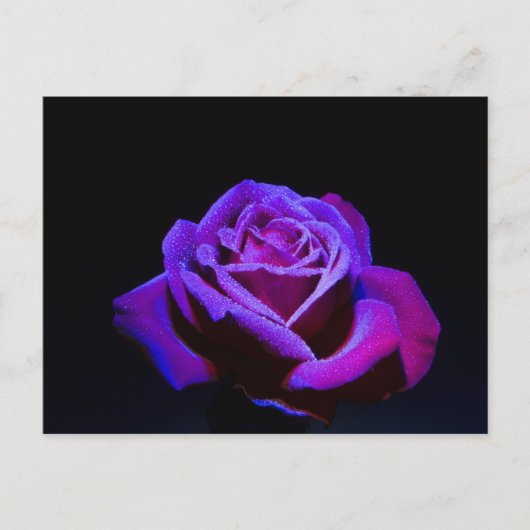 Paars Roos met waterdruppels op zwarte achtergrond Briefkaart (Voorkant)